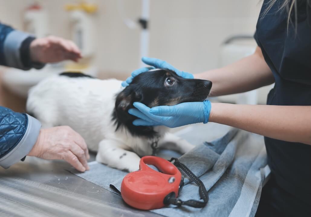 Patient getting same day urgent care at Paws on the Plains Animal Urgent Care In Auburn-Opelika, AL