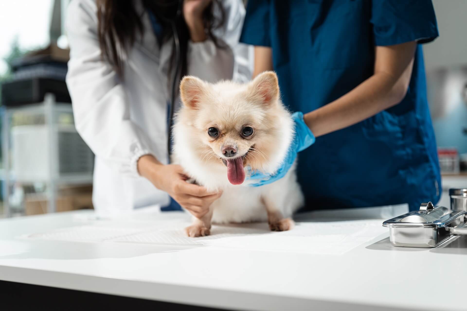 White Pomeranian getting checked at the vet