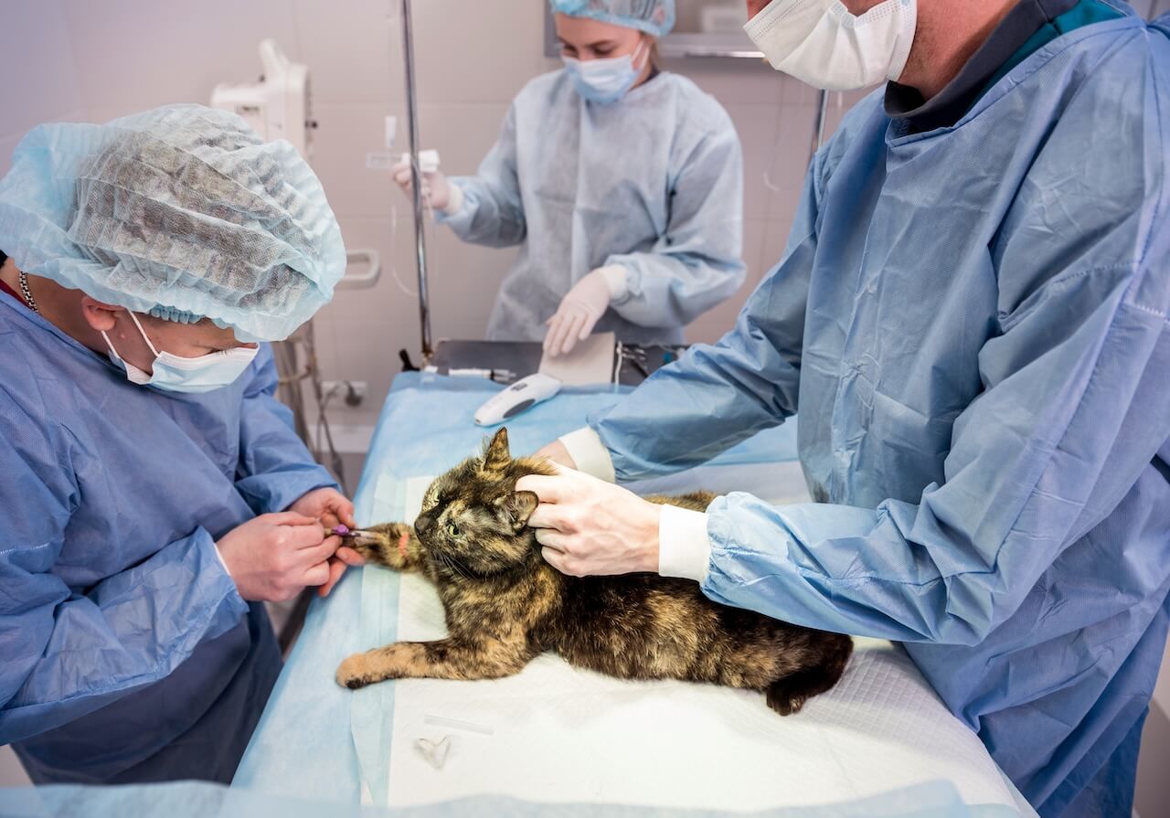 Paws on the Plains Animal Urgent Care