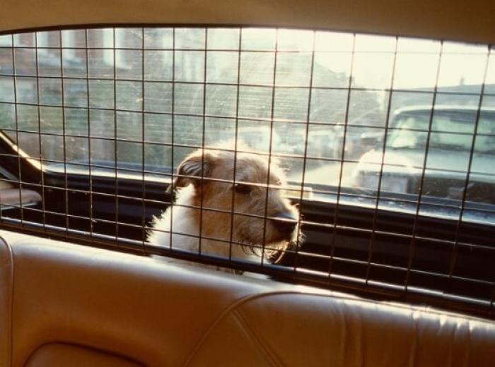 Pet First Aid Tips: Preparing for an Emergency Trip to the Vet
